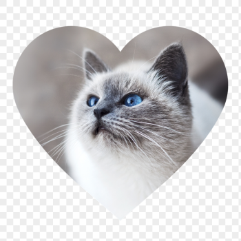 Ragdoll cat png badge sticker, | Free PNG - rawpixel Ragdoll cat png badge sticker, | Free PNG - rawpixel