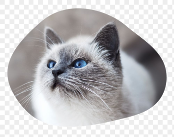 Ragdoll cat png badge sticker, | Free PNG - rawpixel Ragdoll cat png badge sticker, | Free PNG - rawpixel