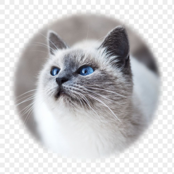 Ragdoll cat png badge sticker, | Free PNG - rawpixel Ragdoll cat png badge sticker, | Free PNG - rawpixel
