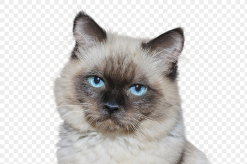 Ragdoll cat png clipart, pet, | Free PNG - rawpixel Ragdoll cat png clipart, pet, | Free PNG - rawpixel