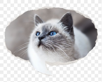 Ragdoll cat png pet sticker, | Free PNG - rawpixel