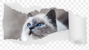 Ragdoll cat png ripped paper | Free PNG - rawpixel Ragdoll cat png ripped paper | Free PNG - rawpixel