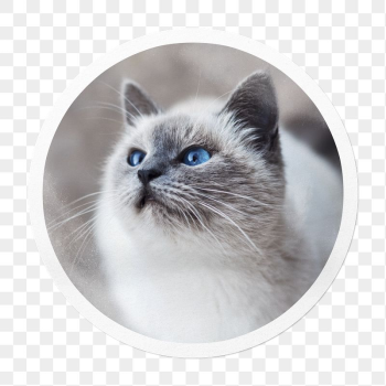 Ragdoll cat png sticker, pet | Free PNG - rawpixel