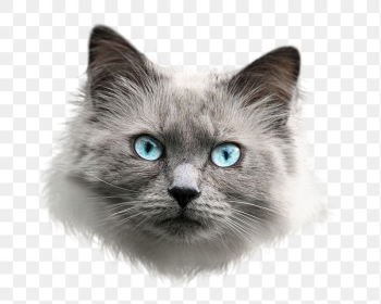 Ragdoll cat png sticker, transparent | Free PNG - rawpixel Ragdoll cat png sticker, transparent | Free PNG - rawpixel