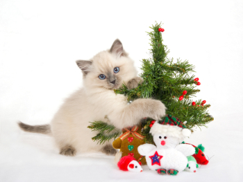Ragdoll kitten with christmas tree and toys, on white fake snow fabric background