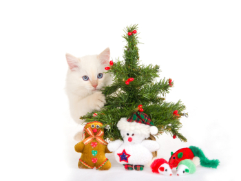 Ragdoll kitten with christmas tree and toys, on white fake snow fabric background