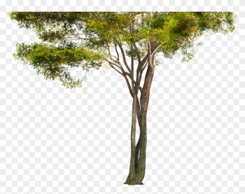 Rain Forest Tree Png Rain Forest Tree Png