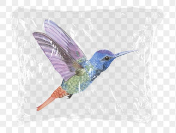 Rainbow hummingbird png plastic bag | Free PNG - rawpixel