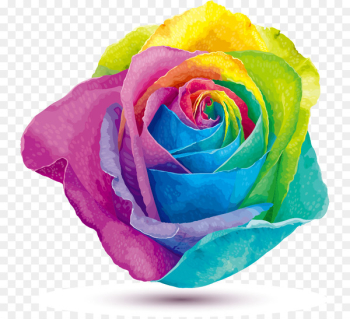 Rainbow rose Stock photography Color - Rainbow-colored roses Rainbow rose Stock photography Color - Rainbow-colored roses