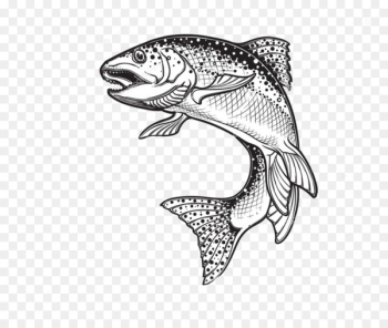 Rainbow trout Drawing Sketch Vector graphics Illustration - fish 