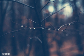 Raindrops | Free public domain photo - 432224 Raindrops | Free public domain photo - 432224