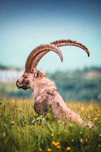 Ram on Flower Field Ram on Flower Field