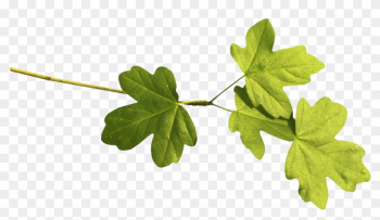 Rama De La Hoja Euclidiana Del Vector - Leaf Rama De La Hoja Euclidiana Del Vector - Leaf