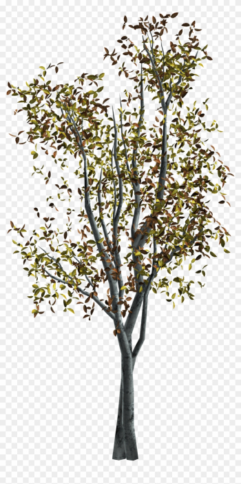 Rama De Árbol De Otoño - Tree Rama De Árbol De Otoño - Tree
