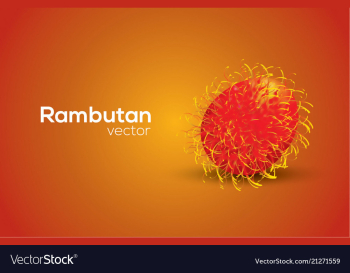 Rambutan in format vector image Rambutan in format vector image