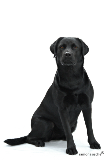 Ramona Osche | Black Labrador “Pearly” Ramona Osche | Black Labrador “Pearly”