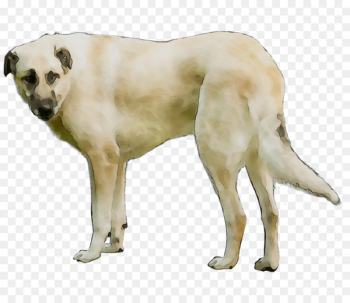 Rare dog breed Crossbreed -  