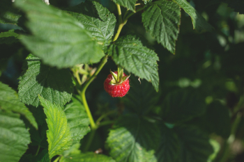 Raspberry bush