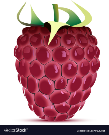  					Raspberry vector image														
