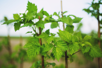 Raspberry: young leaves