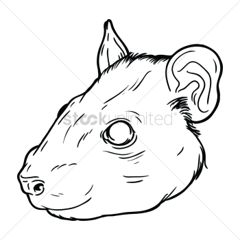Rat face Rat face