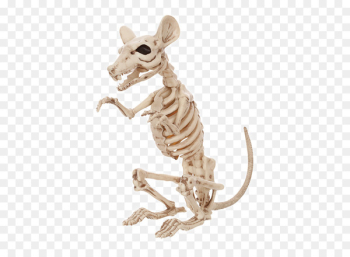Rat Human skeleton Rodent Bone - animal bones 