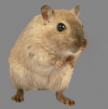 Rat, mouse, mice PNG free images, pictures Rat, mouse, mice PNG free images, pictures
