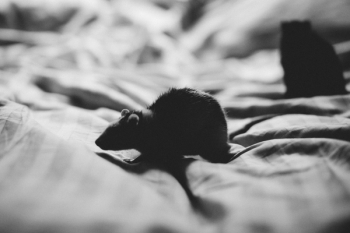 Rat silhouette Rat silhouette