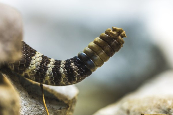 Rattle Snake Rattler Rattle Snake Rattler
