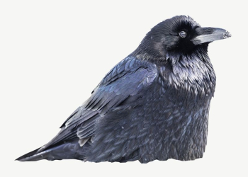 Raven bird collage element psd | Free PSD - rawpixel Raven bird collage element psd | Free PSD - rawpixel