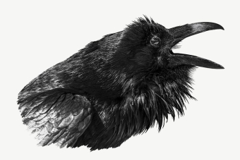 Raven bird collage element psd | Free PSD - rawpixel Raven bird collage element psd | Free PSD - rawpixel