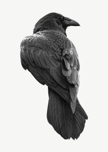 Raven bird collage element psd | Free PSD - rawpixel Raven bird collage element psd | Free PSD - rawpixel