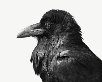 Raven bird collage element psd | Free PSD - rawpixel Raven bird collage element psd | Free PSD - rawpixel