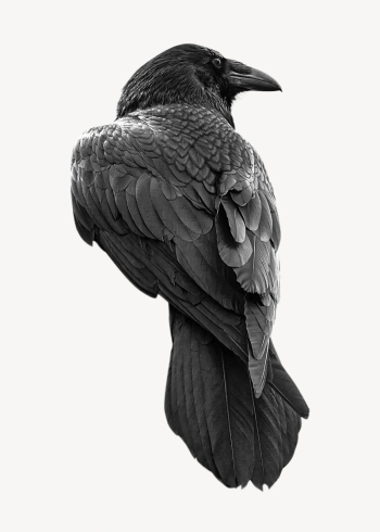 Raven bird isolated design | Free Photo - rawpixel Raven bird isolated design | Free Photo - rawpixel