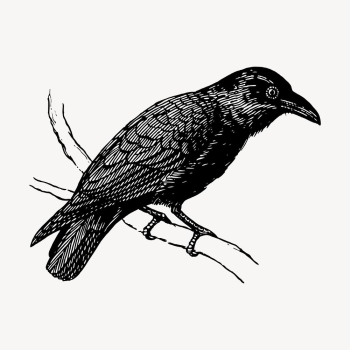 Raven clipart, vintage bird illustration | Free Vector - rawpixel Raven clipart, vintage bird illustration | Free Vector - rawpixel
