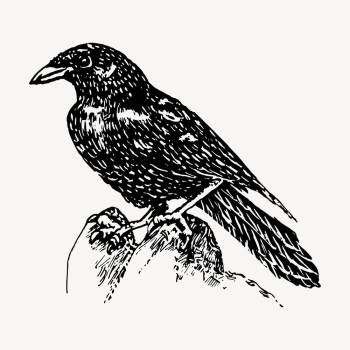 Raven clipart, vintage bird illustration | Free Vector - rawpixel Raven clipart, vintage bird illustration | Free Vector - rawpixel