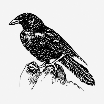 Raven drawing, vintage bird illustration. | Free Photo - rawpixel Raven drawing, vintage bird illustration. | Free Photo - rawpixel