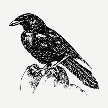 Raven drawing, vintage bird illustration | Free PSD - rawpixel Raven drawing, vintage bird illustration | Free PSD - rawpixel