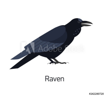 Raven isolated on white background Raven isolated on white background
