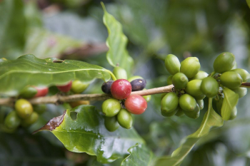 Raw coffee beans. Original public | Free Photo - rawpixel