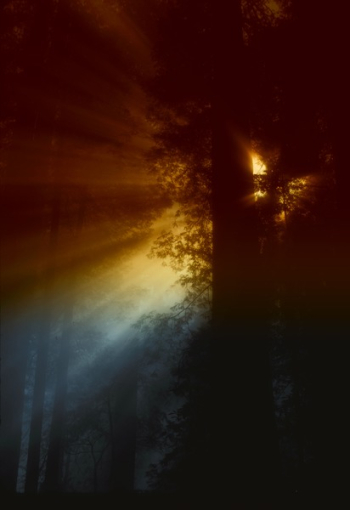 Ray of Sunlight Flowing in Trees Ray of Sunlight Flowing in Trees