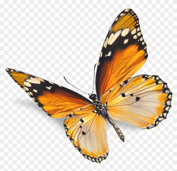 Real Butterfly Png - Natural Images Png