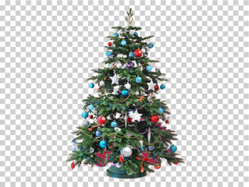 Real Christmas Tree PNG