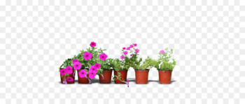 Real flower pots Real flower pots