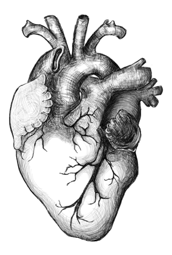 Real Heart Png, png collections at sccpre.cat Real Heart Png, png collections at sccpre.cat