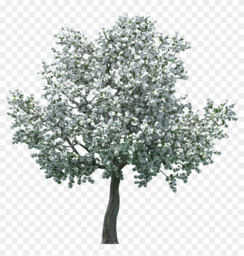 Realistic Blossom Tree Png Clip Art - Apple Blossom Tree Png Realistic Blossom Tree Png Clip Art - Apple Blossom Tree Png