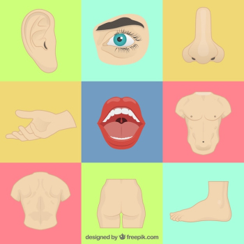 Realistic body parts Realistic body parts