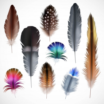 Realistic feathers set Realistic feathers set