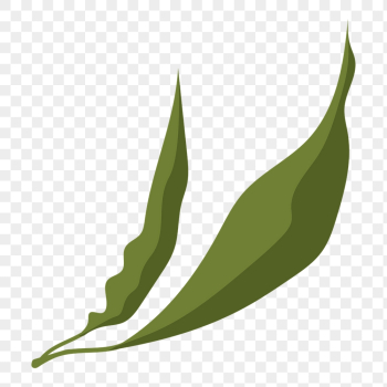 Realistic leaf png sticker, green | Free PNG - rawpixel