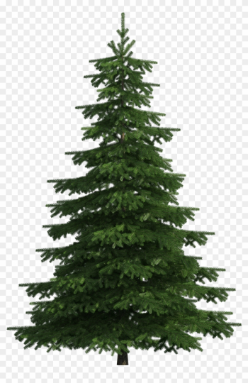 Realistic Pine Tree Png Clip Art - Pine Tree Clipart Png